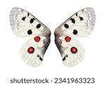 Small photo of Apollo butterfly (Parnassius apollo). Apollo butterfly wings isolated on white. Male