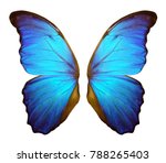 Wings Of A Butterfly Morpho....