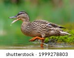 Mallard or wild duck (Anas platyrhynchos) female bathing and drinking in a pond in the Netherlands