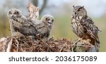 European Eagle Owl (Bubo bubo) sitting on his nest with  its chick  in Gelderland in the Netherlands. 
