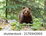 Small photo of Brown bear - close encounter with a wild brown bear eating in the forest and mountains of the Notranjska region in Slovenia