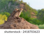 Small photo of Cheetah (Acinonyx jubatus) sub adult walking, climbing and playing in the late afternoon in a Game Reserve in the Tuli Block in Botswana