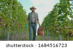Small photo of Caucasian vintner in strawhat walking between vines selecting and picking up fresh grapes into basket for winemaking. Concept of agriculture.
