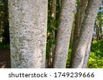 Small photo of Scaly looking bark of Red Alder tree, Alnus rubra, Vancouver Island, BC, Canada
