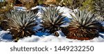Small photo of Agave Americana (a/k/a Century Plant, American Aloe) surrounded by snow near Sedona, Arizona
