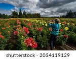 A woman taking photos of a field of beautiful dahlias near Canby Oregon
