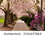 A path lined wiith flowering cherry trees, in front of the Oregon State Capitol building in Salem Oregon.