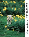 Lamb Sniffing A Daffodil In A...