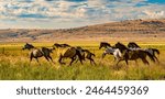 Horse herd running in pasture...