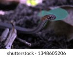 Small photo of Yellow Necked Whip Snake