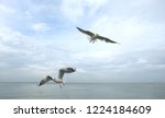 Gulls Flying At Bangpu Beach ...
