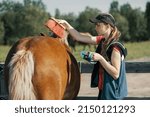 Small photo of Teenage girl brushing horse croup with dandy brush in outdoors.
