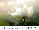White Lotus Flower Or Water...