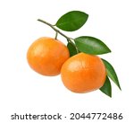 Orange fruits hanging on a branch of orange tree isolated on white background.