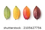 Different varieties of cocoa pods isolated on white background. Clipping path.