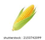 Fresh corn isolated on white background. Clipping path.