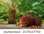 Small photo of Oil Palm fruits with palm plantation background.