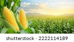 Corn cobs in corn plantation...