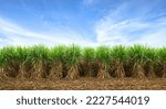 Small photo of Sugar cane plantation with blue sky background.