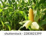 Close up corn cobs in corn...