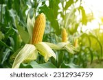 Close up corn cobs in corn...