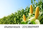 Corn cobs with corn plantation...