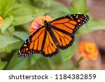 Beautiful Monarch Butterfly...