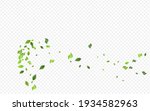 grassy leaf herbal vector... | Shutterstock .eps vector #1934582963
