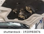Small photo of Marten damage at a hood from a modern car with clear gnaw marks
