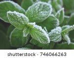 Green peppermint leaves covered with first hoar frost