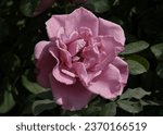 Small photo of Purple roses are rare and lovely flowers that have long been connected to affluence and regal status.
