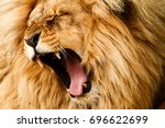Roaring/yawing lion