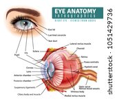 Human Eye Anatomy Infographics...