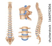 Human Spine Anatomy Chart...