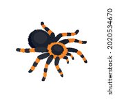 black and orange tarantula... | Shutterstock .eps vector #2020534670