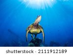 Sea Turtle Swim Underwater View....