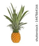 Small photo of Pineapple,sweet and sour taste. Contains Bromelain, an enzymes that aids digest meat. Rich in vitamin C B & dietary fiber. Processed into Jam, Canned pineapple juice, dried & crystallized pineapple.