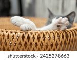 Cute gray and white cat lying ...