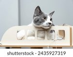 Small photo of grey white cat laying, sleeping, relaxing on a soft cat's shelf of a cat's house, cat tower, cat tree on top indoors. a grey and white cat laying on top of a scratching post. pet ownership, pet friend