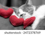 Red knitted heart in the paws...
