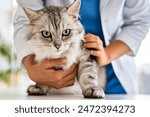 Veterinarian examining pet on...