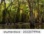 Peat Swamp Forest At Rayong...