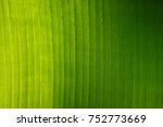 Banana Green Leaf Background.