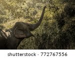 Small photo of The elephant is open mouth And they are calling to forestall