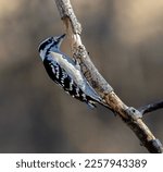 A Female Downy Woodpecker...