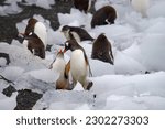 Small photo of Gentoo penguin mother feeds her newborn chicks, and penguin chinks play together
