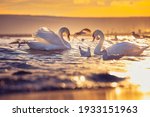 White Swans In The Sea Sunrise...