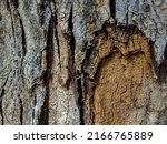 Close Up Of Bark On Tree Stump. ...