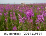 Pink Blooming Meadow With...