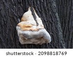 Close Up Of A Tinder Fungus...